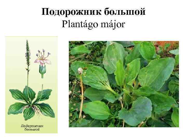 Подорожник большой Plantágo májor 