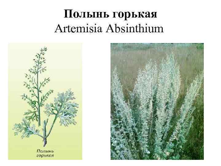 Полынь горькая Artemisia Absinthium 