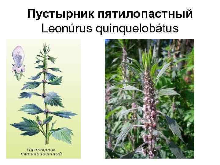 Пустырник пятилопастный Leonúrus quinquelobátus 
