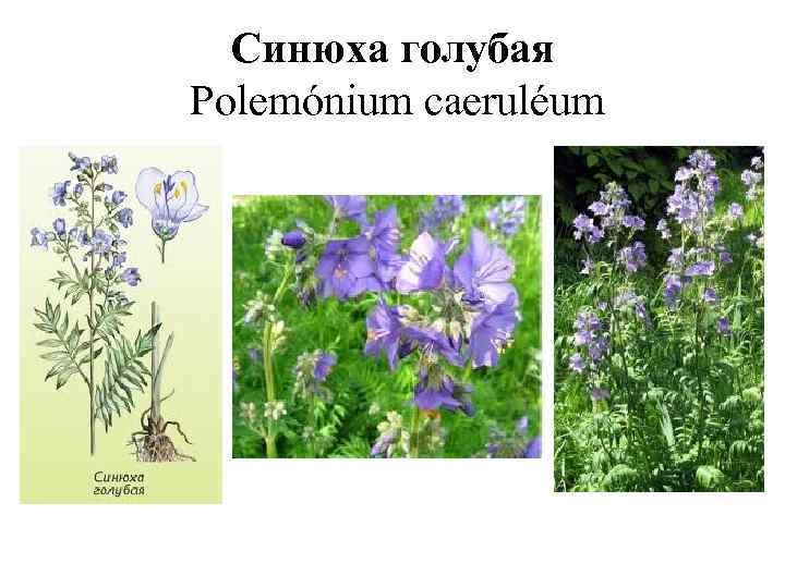 Синюха голубая Polemónium caeruléum 