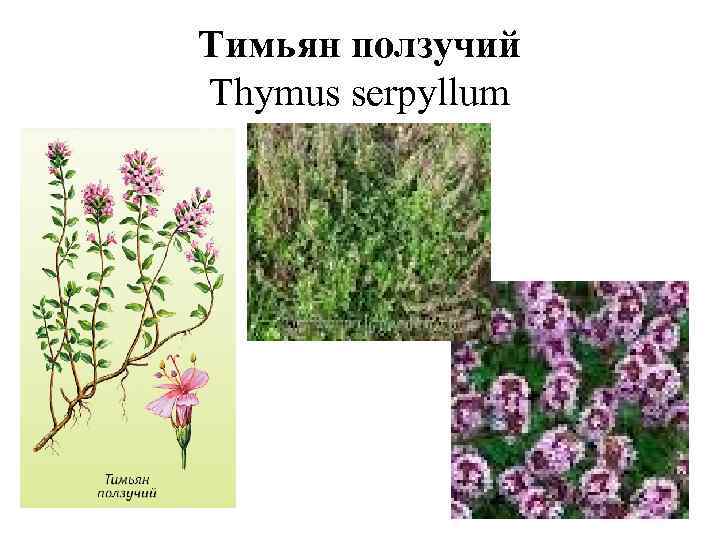 Тимьян или чабрец в чем разница. Тимьян ползучий (Thymus serpyllum). Тимьян ползучий (Thýmus serpýllum). Тимьян ползучий ЛРС. Тимьян ползучий Фармакогнозия.