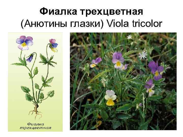 Фиалка трехцветная (Анютины глазки) Viola tricolor 