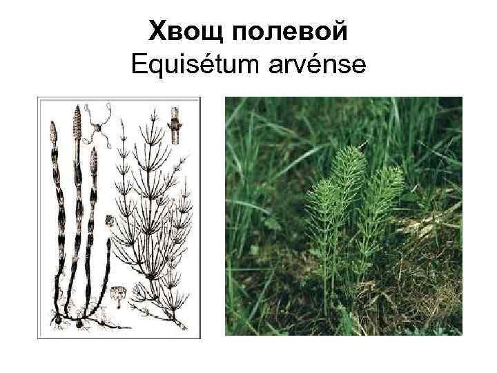 Хвощ полевой Equisétum arvénse 