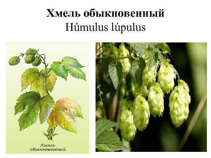Хмель обыкновенный Húmulus lúpulus 
