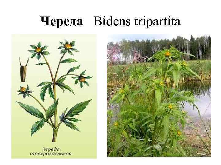 Череда Bídens tripartíta 