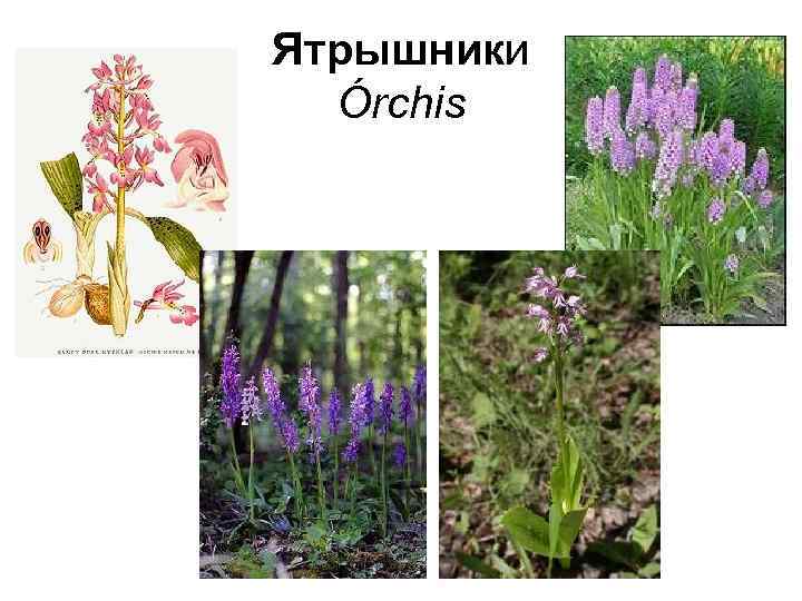 Ятрышники Órchis 