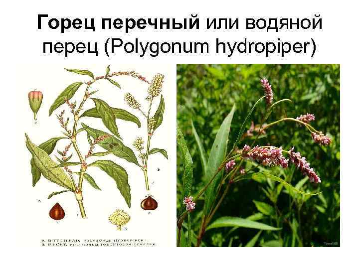 Горец перечный или водяной перец (Polygonum hydropiper) 