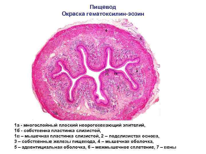 Пищевод Окраска гематоксилин-эозин 1 а - многослойный плоский неороговевающий эпителий, 1 б - собственна