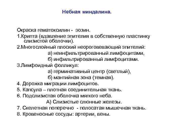 Небная миндалина. Окраска гематоксилин - эозин. 1. Крипта (вдавление эпителия в собственную пластинку слизистой