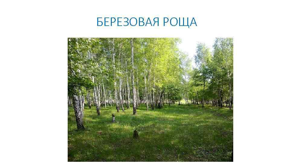 БЕРЕЗОВАЯ РОЩА 