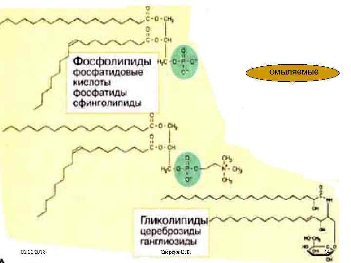 омыляемые 02. 2018 Свергун В. Т. 14 