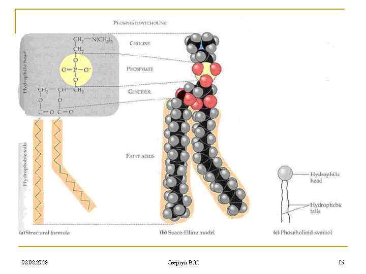 02. 2018 Свергун В. Т. 15 