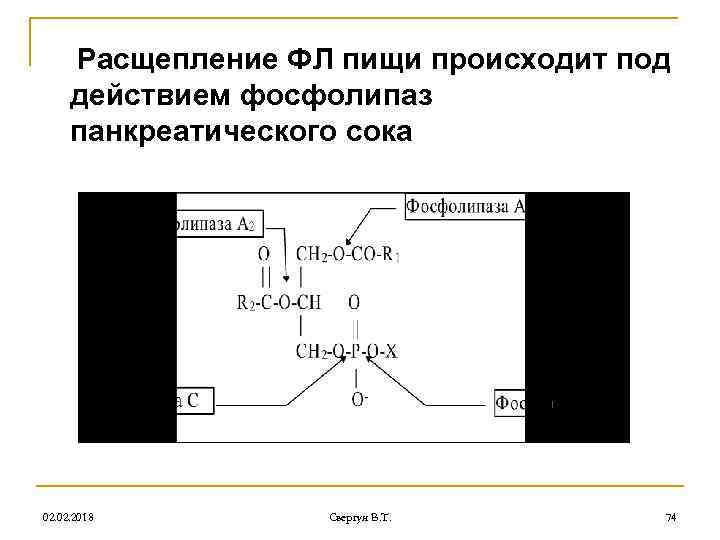 Расщепление ФЛ пищи происходит под действием фосфолипаз панкреатического сока 02. 2018 Свергун В. Т.