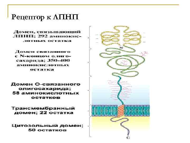 Рецептор к ЛПНП 2/1/2018 Свергун В. Т. 48 