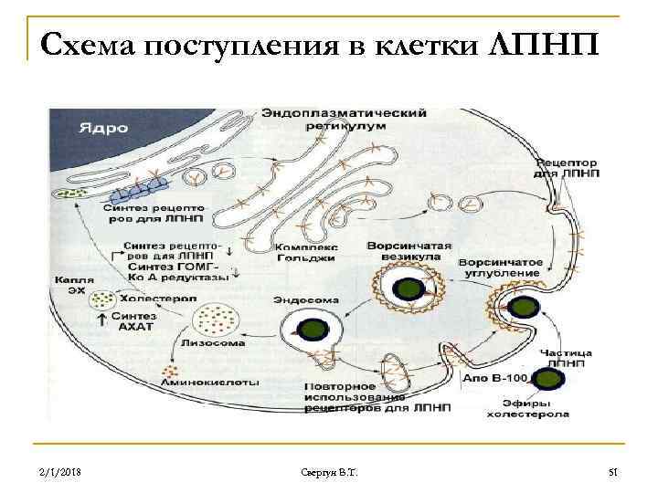 Схема поступления в клетки ЛПНП 2/1/2018 Свергун В. Т. 51 