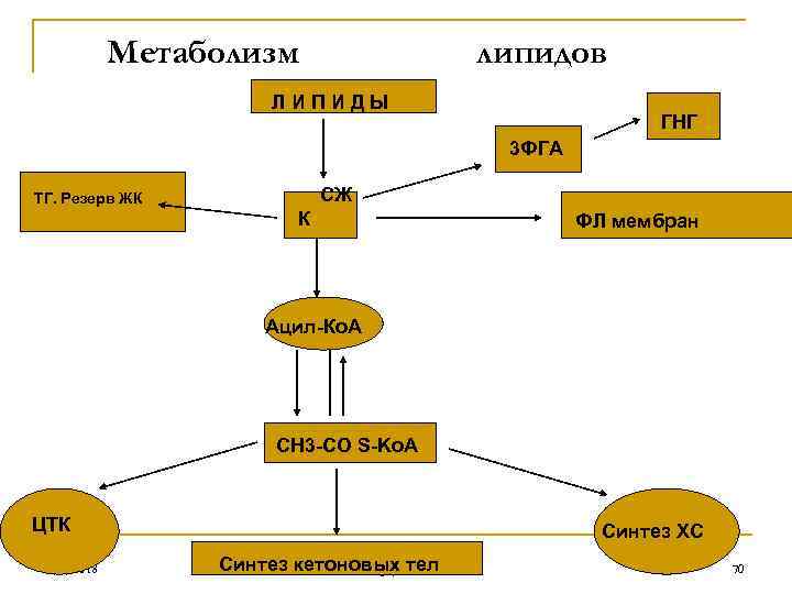 Метаболизм липидов ЛИПИДЫ ГНГ 3 ФГА СЖ ТГ. Резерв ЖК К ФЛ мембран Ацил-Ко.