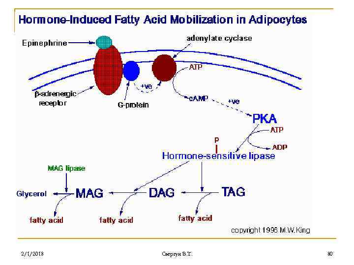 2/1/2018 Свергун В. Т. 80 