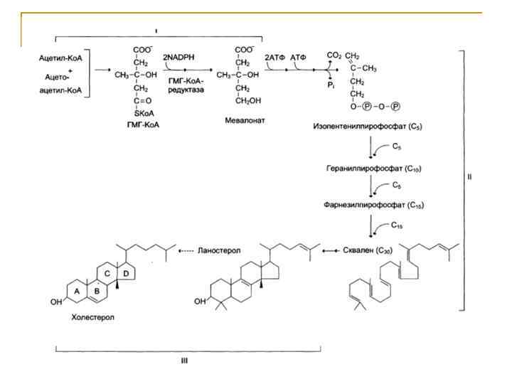 Скорость синтеза. Схема синтеза холестерола биохимия. Этапы синтеза холестерина биохимия. Синтез холестерола биохимия. Синтез холестерина биохимия схема.
