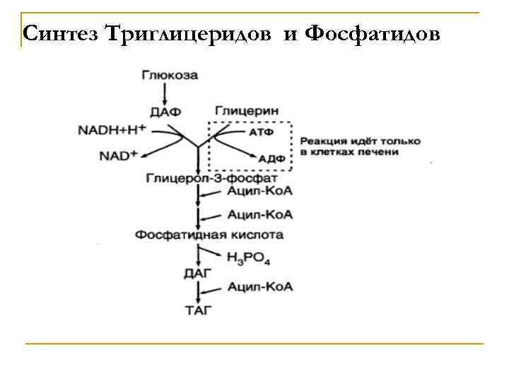 Синтез жиров из углеводов