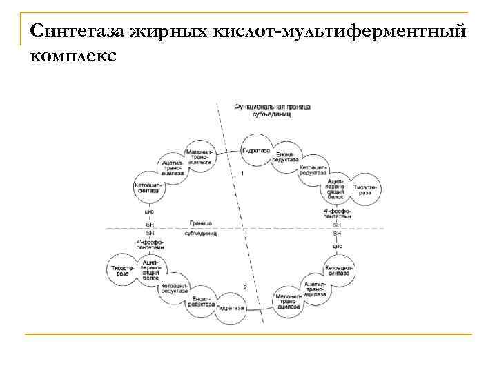 Синтетаза жирных кислот-мультиферментный комплекс 