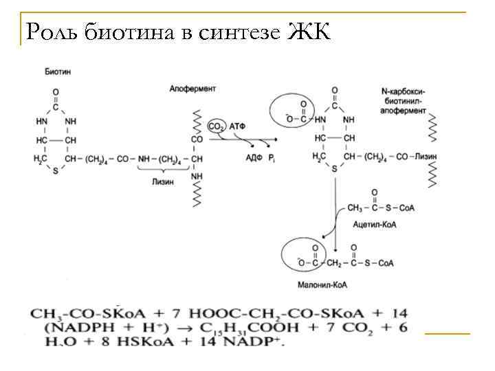 Роль биотина в синтезе ЖК 