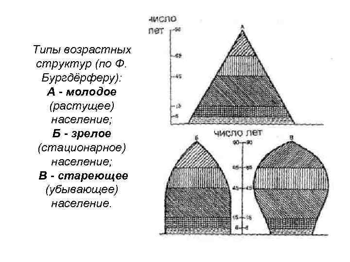 Типы возрастной структуры