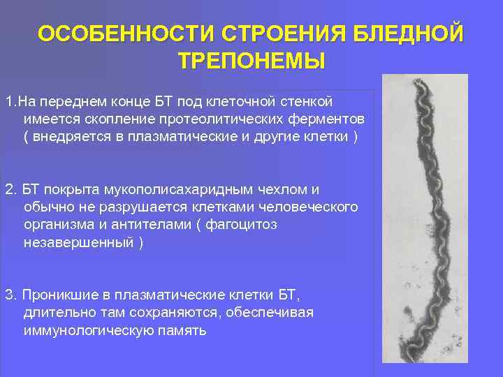 Антитела к бледной трепонеме treponema pallidum