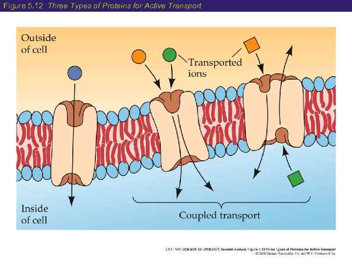 Figure 5. 12 Three Types of Proteins for Active Transport 
