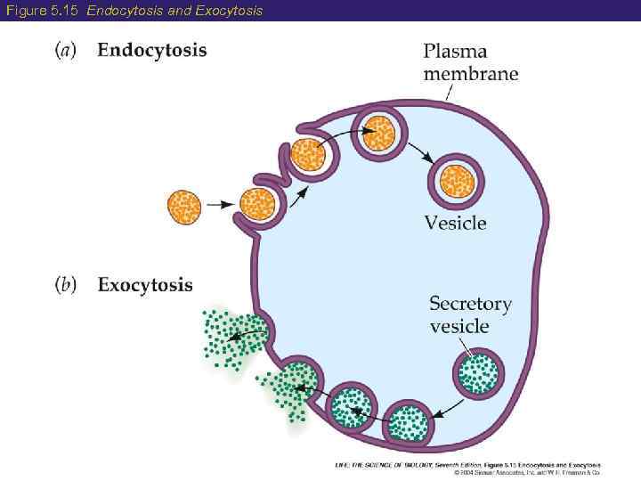 Figure 5. 15 Endocytosis and Exocytosis 