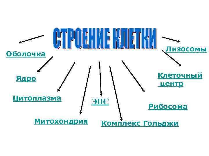Лизосомы Оболочка Клеточный центр Ядро Цитоплазма Митохондрия ЭПС Рибосома Комплекс Гольджи 
