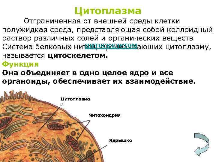 Белках цитоплазмы. Цитоплазма отграничена от внешней среды. Цитоплазма отграничена от внешней среды клеточной мембраной. Внутренняя полужидкая среда клетки это. Цитоплазма отграничена от внешней среды чем.