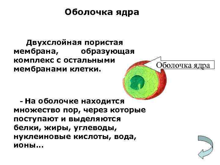 Оболочка ядра Двухслойная пористая мембрана, образующая комплекс с остальными мембранами клетки. На оболочке находится