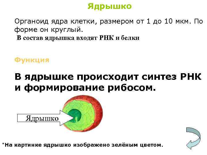 Каково значение ядрышко. Состав ядрышка. Ядрышко функции. Ядрышко клетки. Формы ядер клеток.
