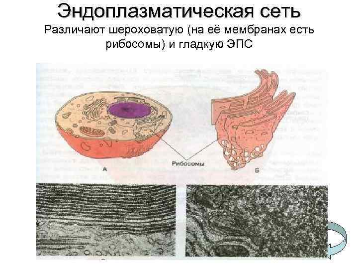 Эндоплазматическая сеть Различают шероховатую (на её мембранах есть рибосомы) и гладкую ЭПС 