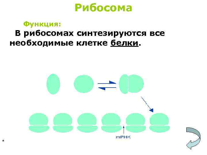 Рибосома Функция: В рибосомах синтезируются все необходимые клетке белки. * 