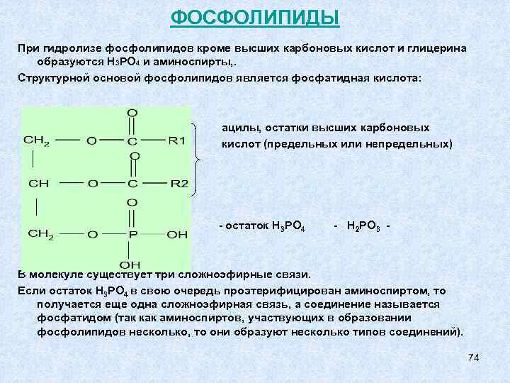 Фосфолипиды это. При гидролизе фосфолипидов выделяются. Продукты гидролиза фосфолипидов.