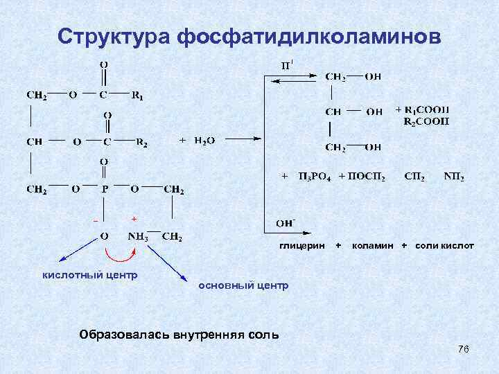 Структура фосфатидилколаминов глицерин кислотный центр + коламин + соли кислот основный центр Образовалась внутренняя