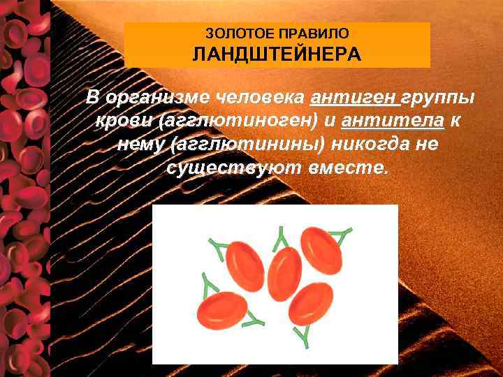 ЗОЛОТОЕ ПРАВИЛО ЛАНДШТЕЙНЕРА В организме человека антиген группы крови (агглютиноген) и антитела к нему