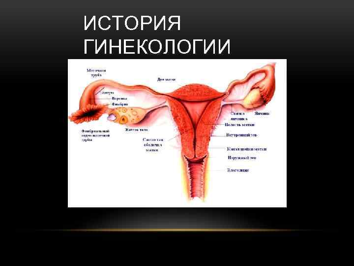 ИСТОРИЯ ГИНЕКОЛОГИИ 