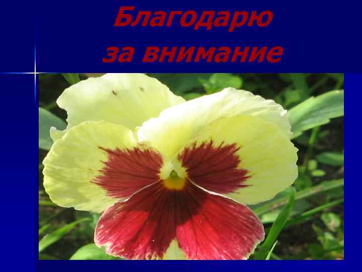 Благодарю за внимание 