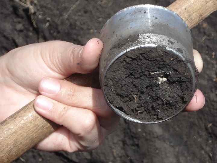 Определяется плотность почвы в полевых условиях с помощью бура Качинского Н. А. 