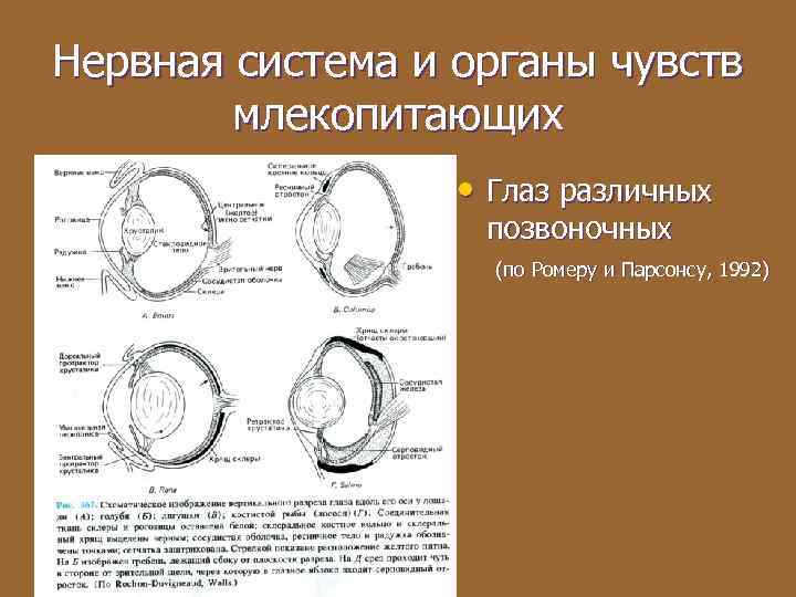 Нервная система и органы чувств млекопитающих • Глаз различных позвоночных (по Ромеру и Парсонсу,