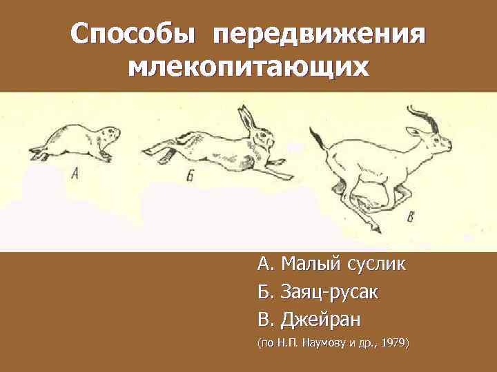 Способы передвижения млекопитающих А. Малый суслик Б. Заяц-русак В. Джейран (по Н. П. Наумову