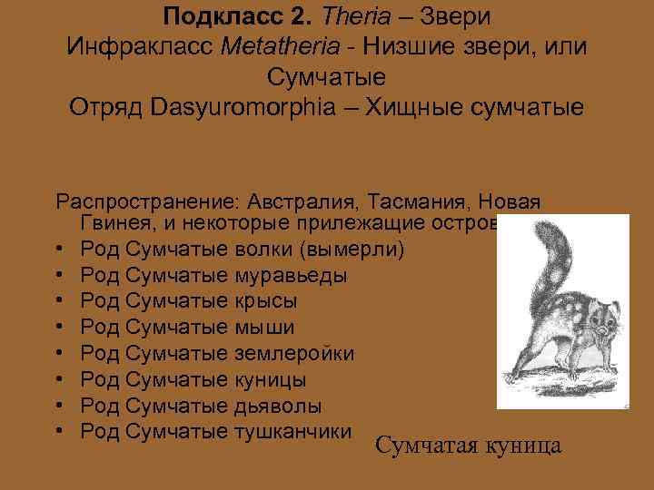 Подкласс 2. Theria – Звери Инфракласс Metatheria - Низшие звери, или Сумчатые Отряд Dasyuromorphia