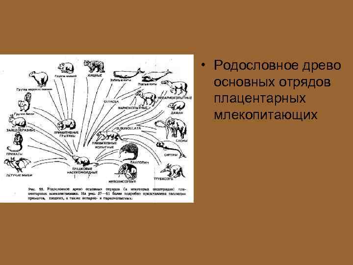  • Родословное древо основных отрядов плацентарных млекопитающих 