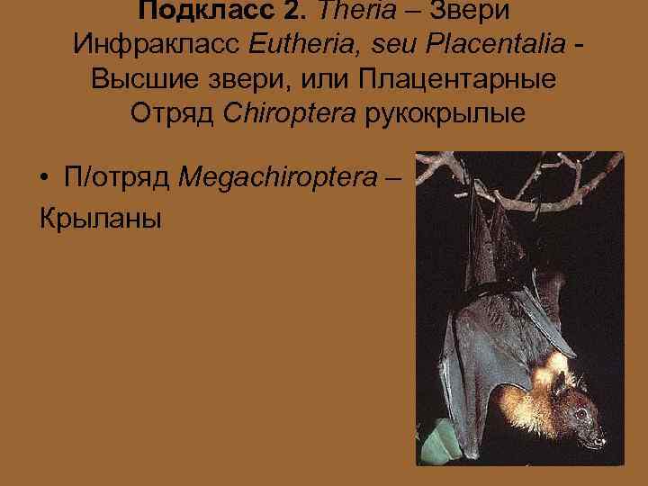 Подкласс 2. Theria – Звери Инфракласс Eutheria, seu Placentalia Высшие звери, или Плацентарные Отряд