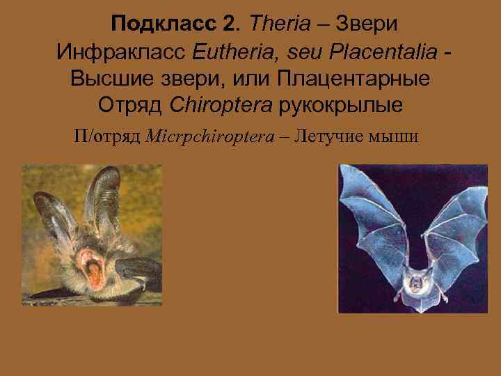 Подкласс 2. Theria – Звери Инфракласс Eutheria, seu Placentalia Высшие звери, или Плацентарные Отряд