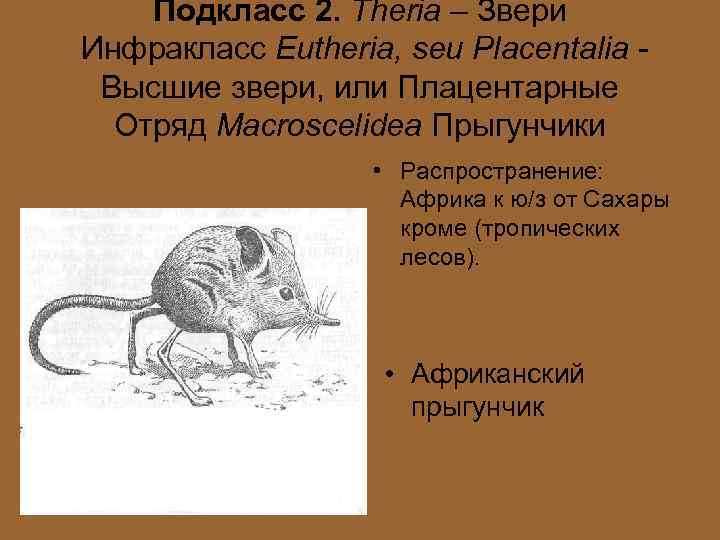 Подкласс 2. Theria – Звери Инфракласс Eutheria, seu Placentalia Высшие звери, или Плацентарные Отряд