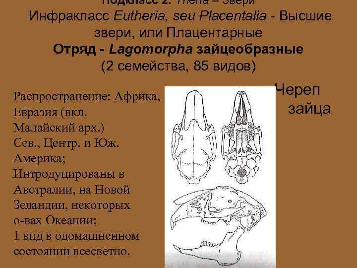 Подкласс 2. Theria – Звери Инфракласс Eutheria, seu Placentalia - Высшие звери, или Плацентарные