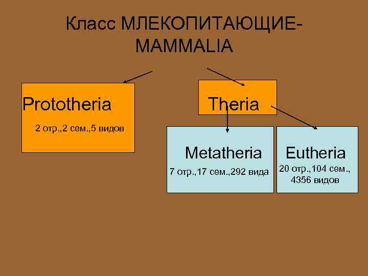 Класс МЛЕКОПИТАЮЩИЕMAMMALIA Prototheria Theria 2 отр. , 2 сем. , 5 видов Metatheria 7